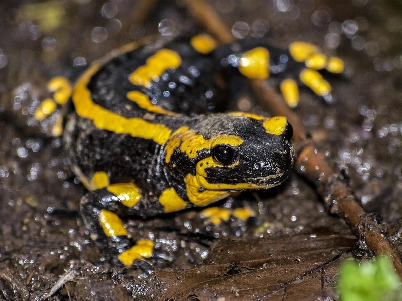 Salamander
